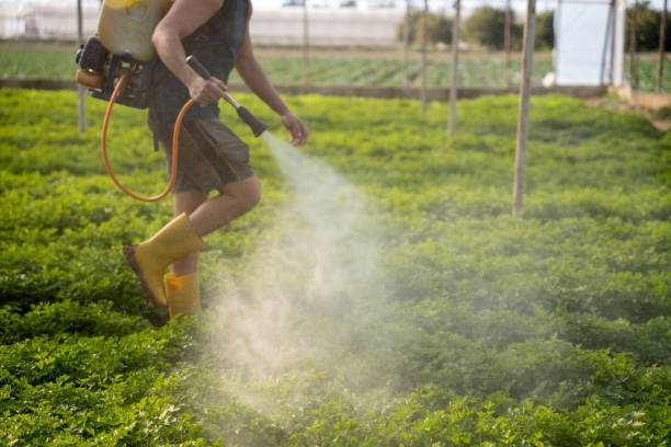 Best Local Pest Control Services  in Muleshoe, TX