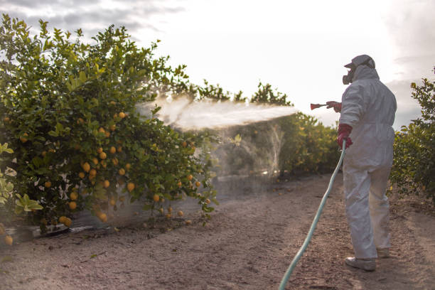 Trusted Muleshoe, TX Pest Control Experts