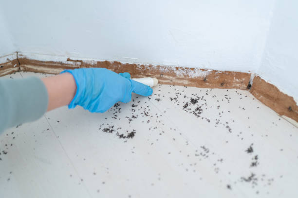 Best Wasp Removal Services  in Muleshoe, TX